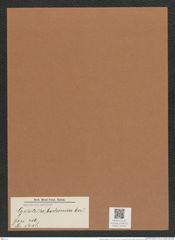Cyclostella bodanica Eul. (de-Toni-Nr.: Genus 216, Species 5418) Zeichnungen Sammlung Grunow Mappe 05164 (Herbarium_W_Grunow_drawings_Folder_05164)